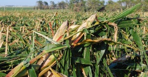 Damaged cornfield