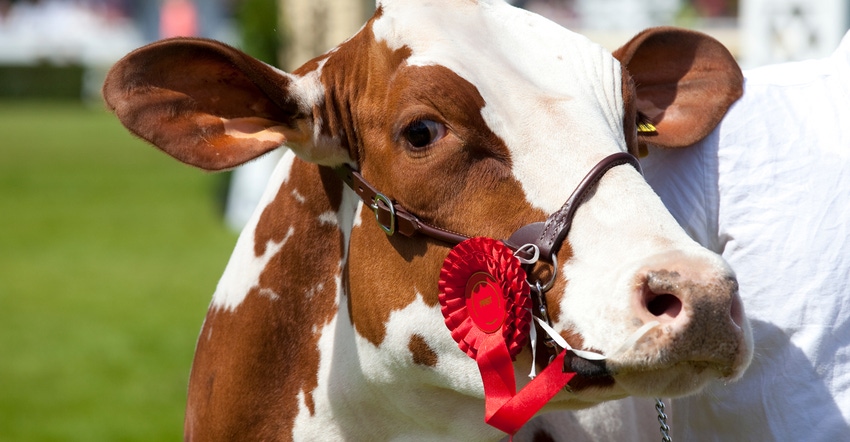 cow with first prize rosette