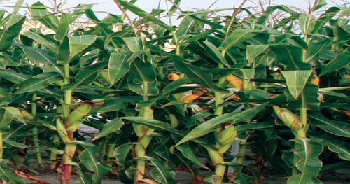 Refuge confusion and compliance remain key concerns for corn producers ...