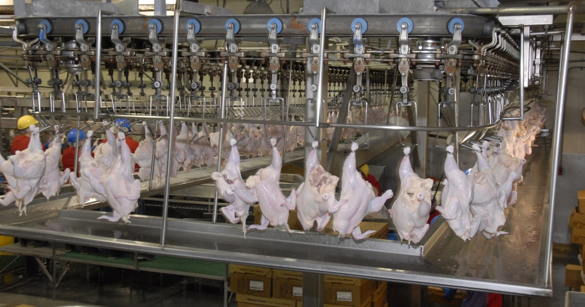 USDA begins review of poultry slaughter line rule