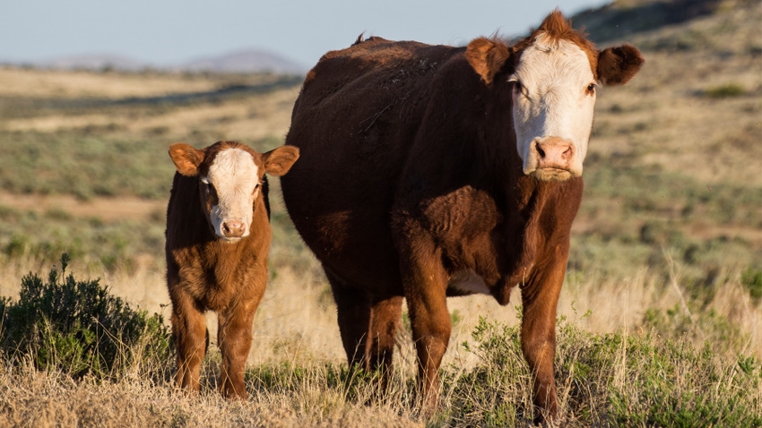 Hereford cow and calf