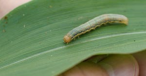 True armyworm crawling on a corn leaf