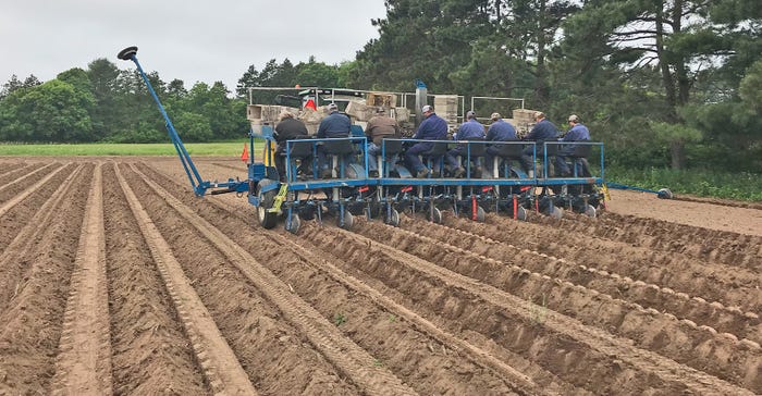 Huntsinger Farms crew planting horseradish