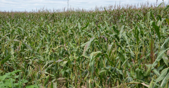 cornfield where deer have fed