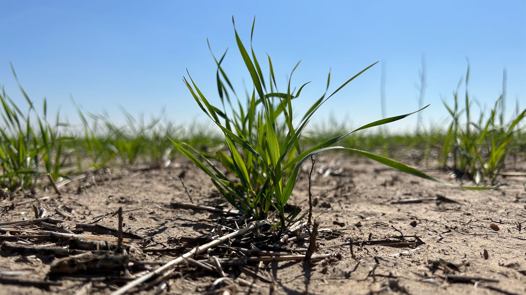 dried-out wheat field in Kansas in May