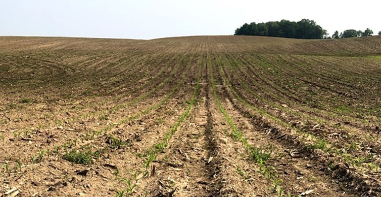 field with young crop plants 
