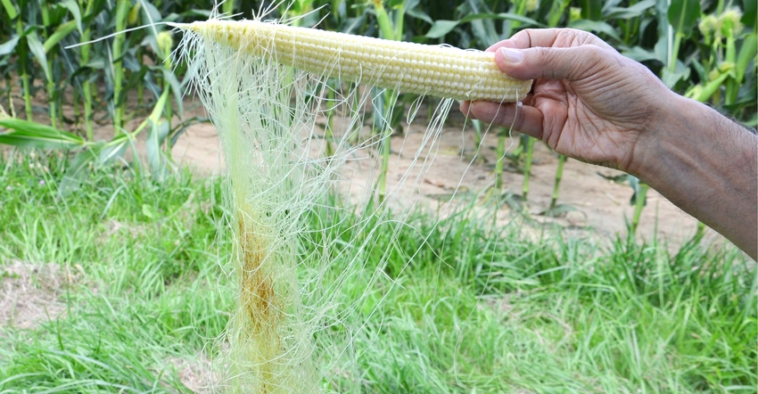 corn silks hanging from ear