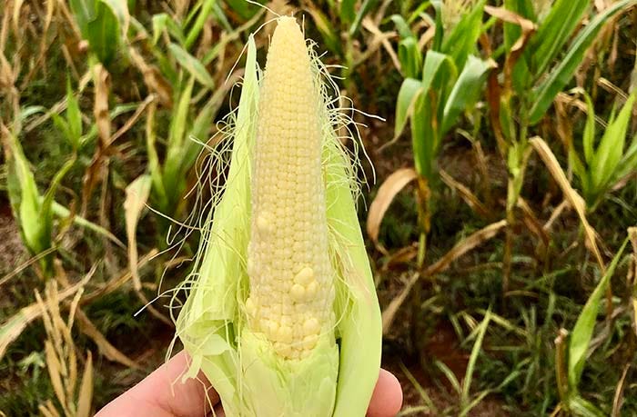 immature ear of corn showing drought stress