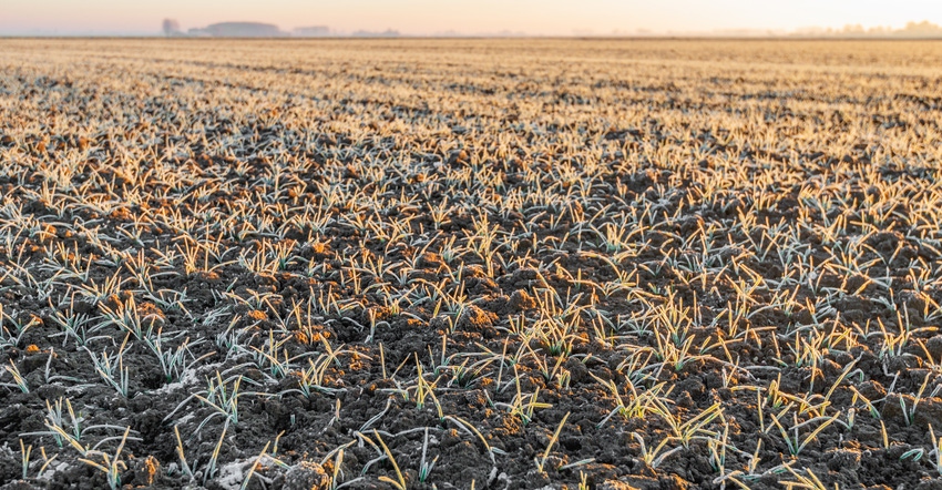 winter wheat plants covered with frost