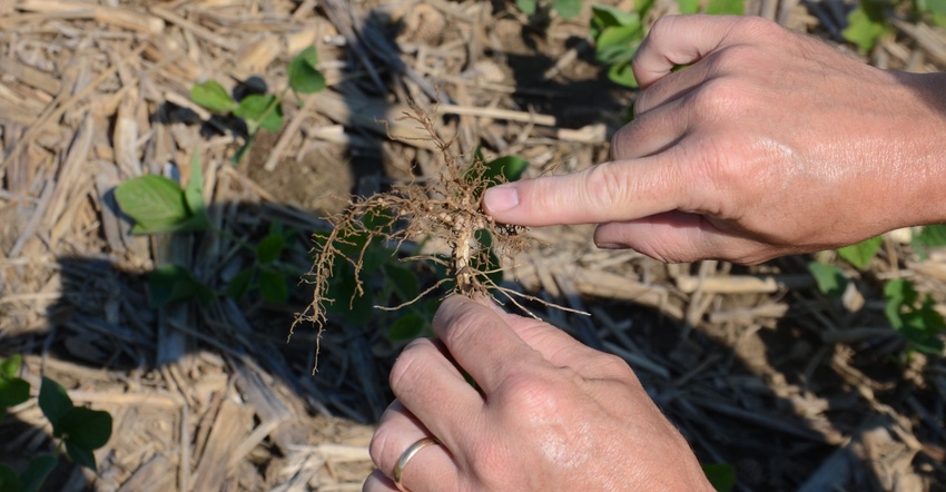 finger pointing to nodules on soybean plant roots