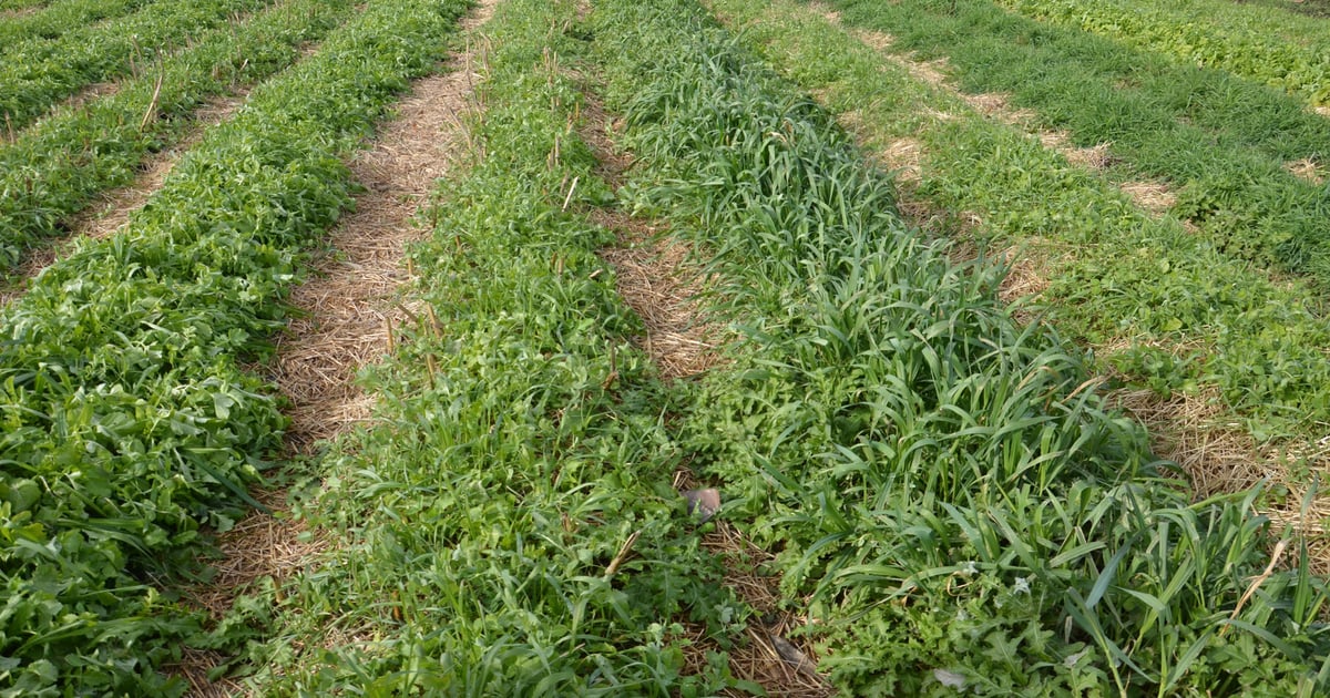 Mulching helps soil, vegetables