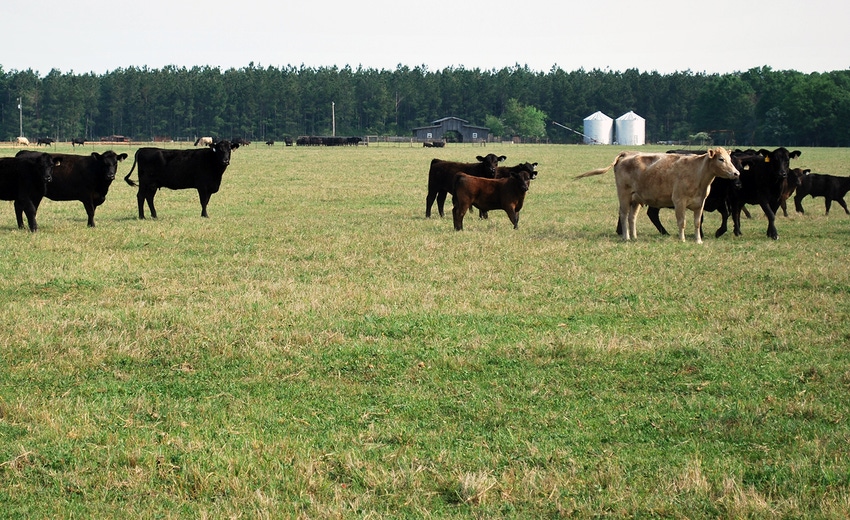 calves-bermudagrass-2012.jpg