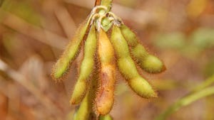 soybean-pods