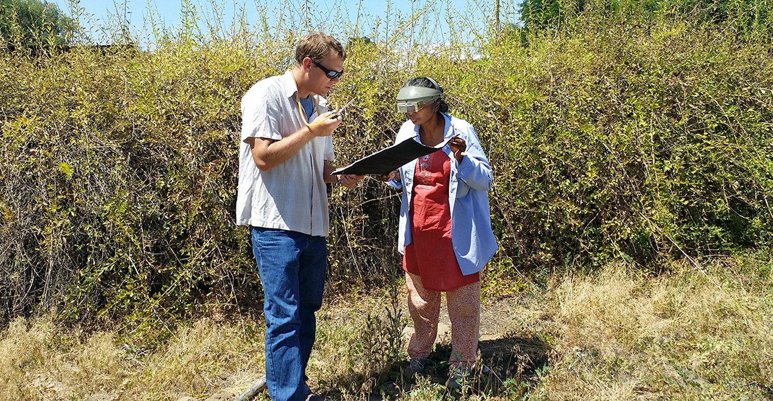 Understanding a tough potato pest