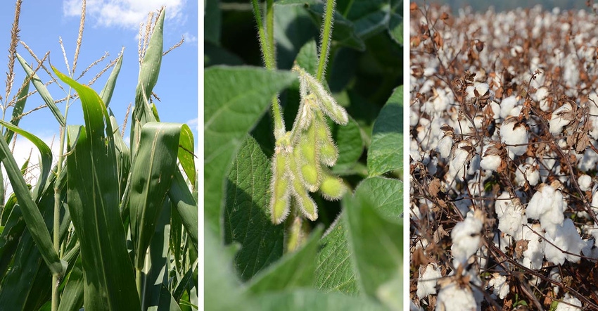corn-soybean-cotton.jpg corn-soybean-cotton.jpg