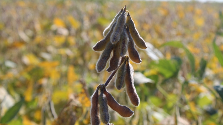 Soybean pods on soybean plants 