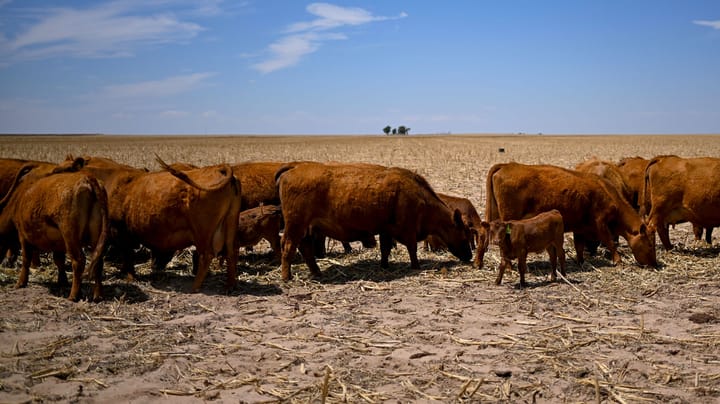 Brace for more turbulence in cattle markets