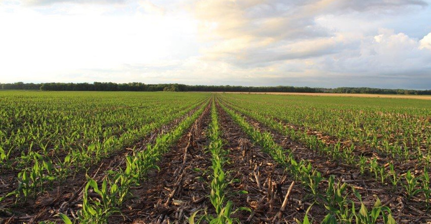 corn beginning to grow in a field