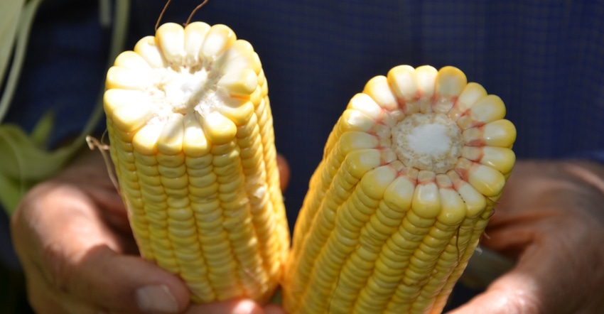 hands holding ears of corn