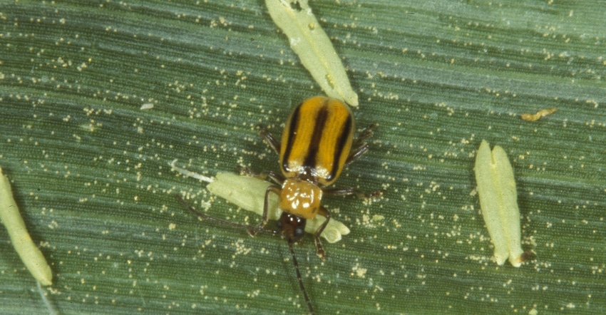 Western corn rootworm beetle