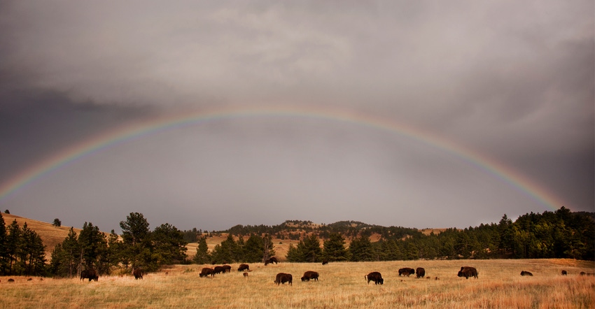 Bison heard in field under a rainbow