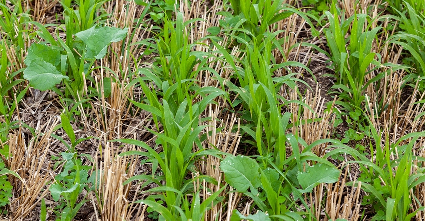 Cover crops in field Cover crops in field