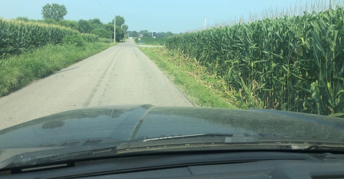 corn growing along rural road