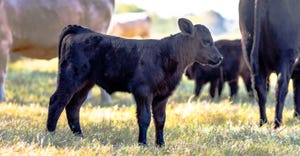 Black angus crossbred calf herd