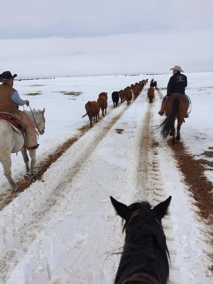 District 21, Region 5 - Texas and Southwestern Cattle Raisers Association