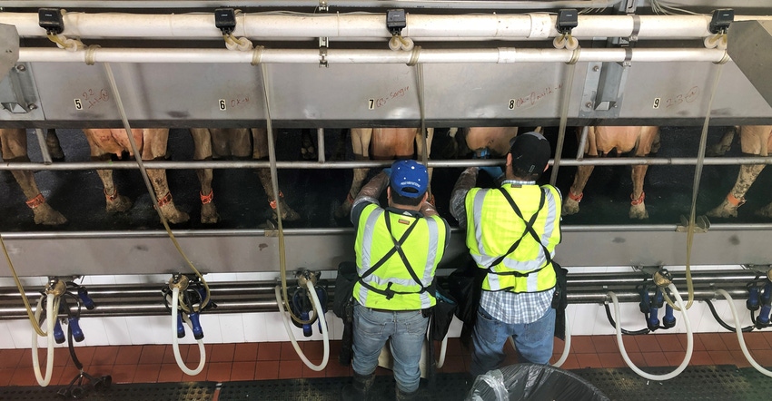 workers in a dairy barn
