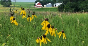 yellow cone flowers growing in a field with a red barn in the background