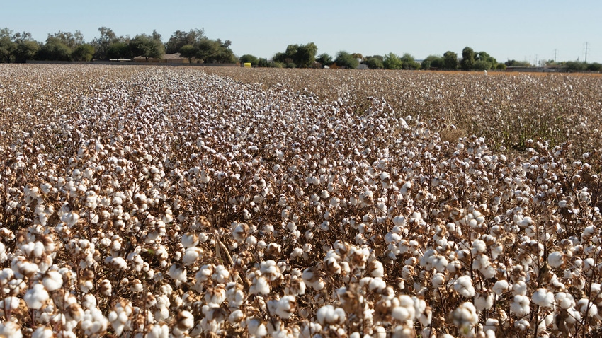 Jerry Rovey's cotton field