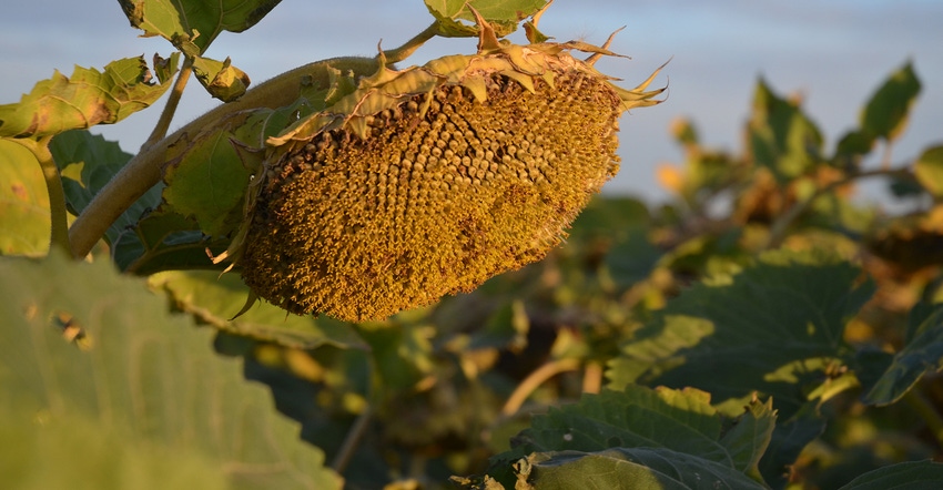 closeup of sunflower head