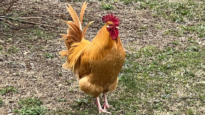Yard chicken