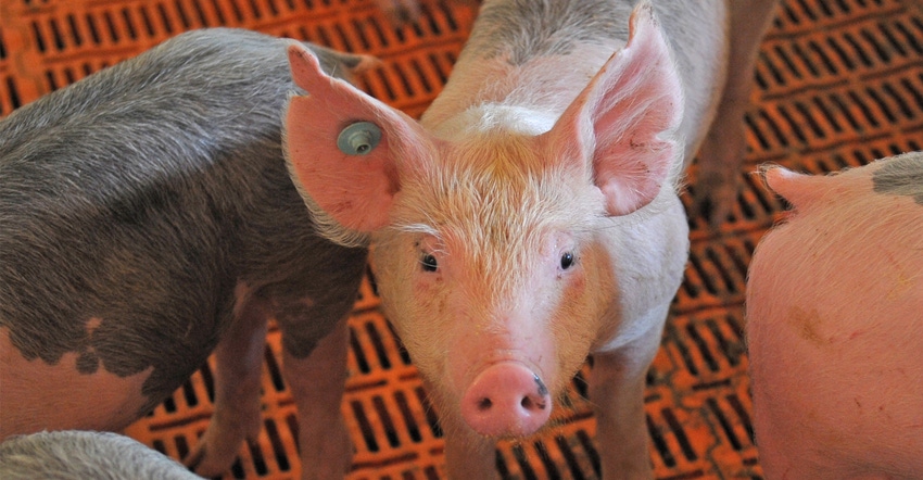 Hog Hog