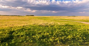 Prairie Grassland Landscape and Yellow Springtime Wildflowers