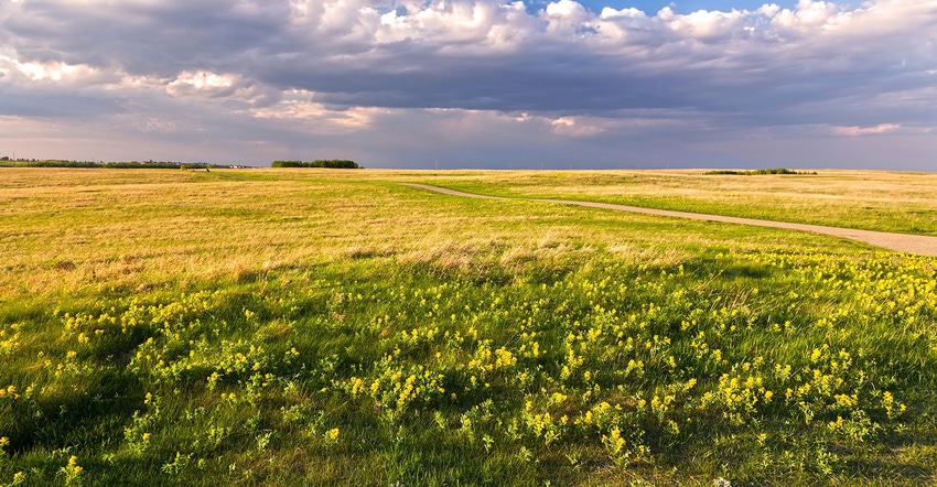 Prairie Grassland Landscape and Yellow Springtime Wildflowers