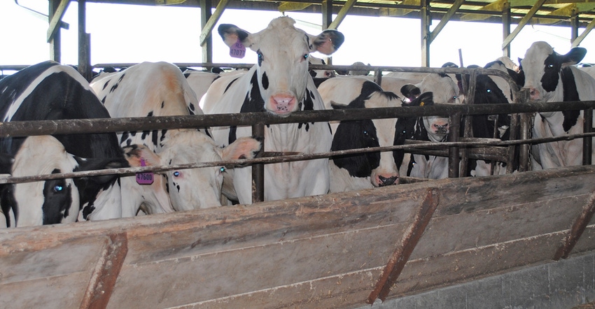 Holstein steers at feed bunk