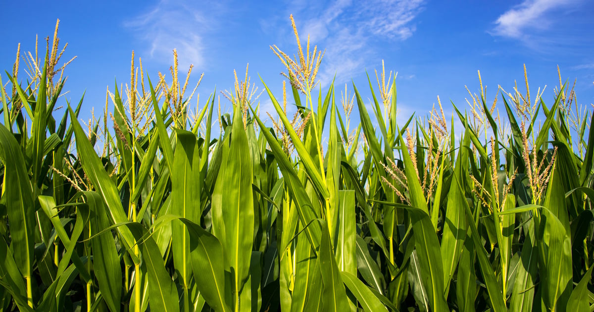 Crop progress: Southern state corn is now silking