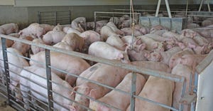 Hogs in pen inside barn