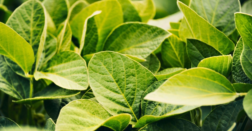 greeb, lush soybean plants upclose