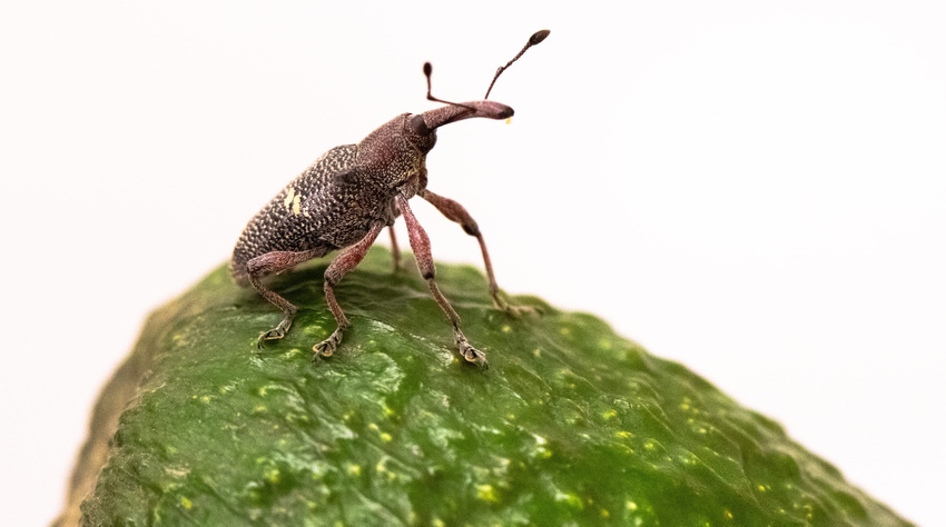 WFP-UCR-avocado-weevil.jpg WFP-UCR-avocado-weevil.jpg
