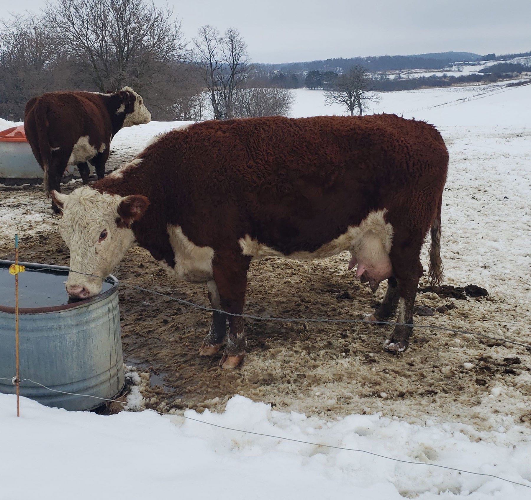 a beef cow drinks from a water tank in a snowy pasture