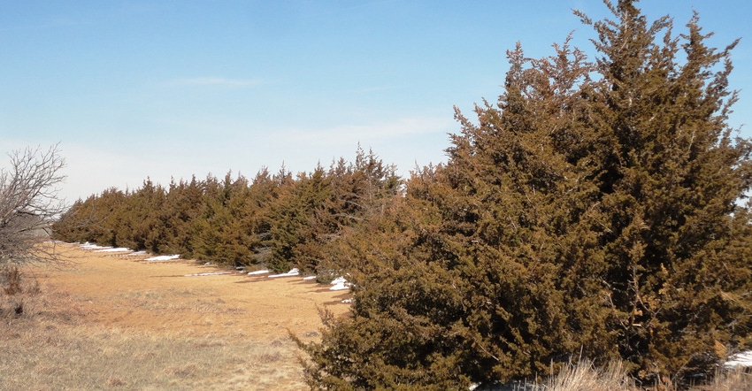 A windbreak A windbreak