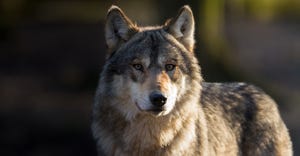 closeup of wolf