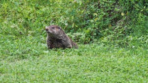  A groundhog in a grassy area looking around