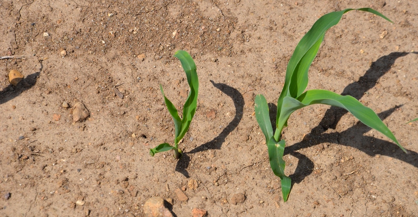 two corn seedlings of different size growing in field