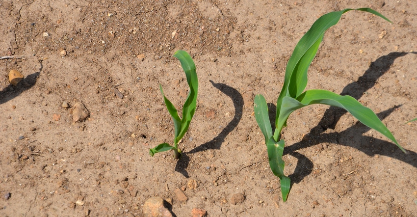 two corn seedlings of different size growing in field two corn seedlings of different size growing in field