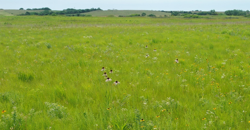 wild flowers in field