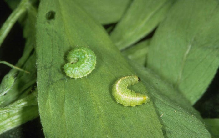 Frank Peairs, Colorado State University, Bugwood.org - Close up of alfalfa weevil a larvae on a leaf